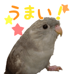 [LINEスタンプ] セキセイインコとサザナミインコ2