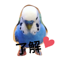 [LINEスタンプ] セキセイインコルリ