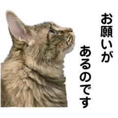[LINEスタンプ] PJ＆POCHI＆KAYO 3