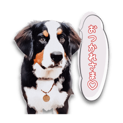 [LINEスタンプ] ハスキー＆バーニーズの日常スタンプ