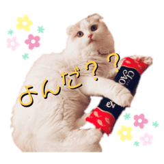 [LINEスタンプ] (猫)ピノスタンプ