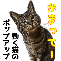 [LINEスタンプ] ねちゃんの館  第2弾！ 猫 ポップアップの画像（メイン）